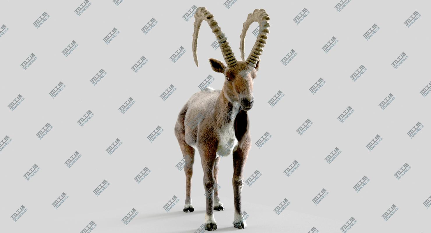 images/goods_img/202105074/3D Wild Goat (Alpine Ibex) model/4.jpg